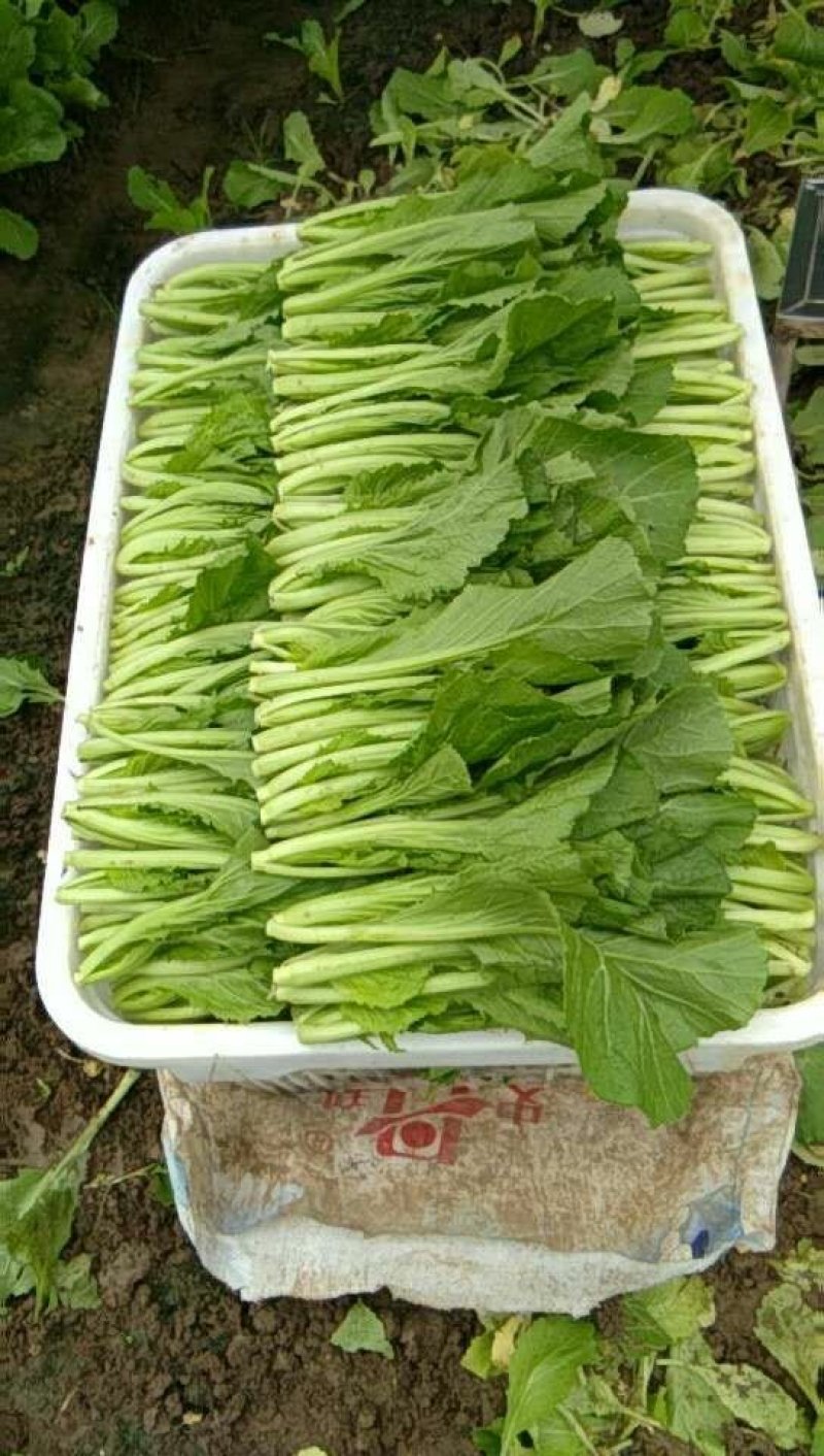 小白菜上海青