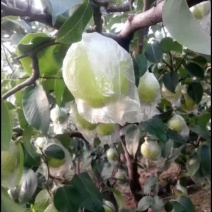 雪花梨，自产自销，一手货源18732582655
