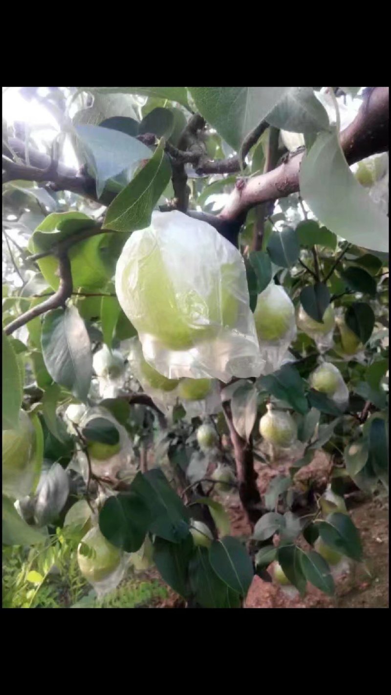 雪花梨，自产自销，一手货源18732582655