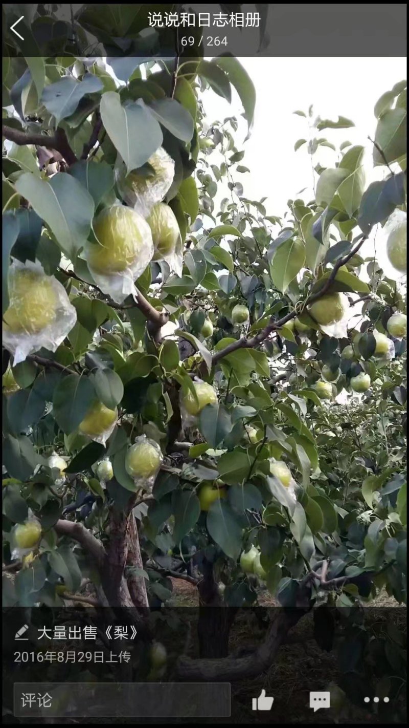 雪花梨，自产自销，一手货源18732582655