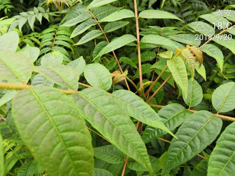 香椿苗，香椿树苗，大棚树苗，食用香椿树苗