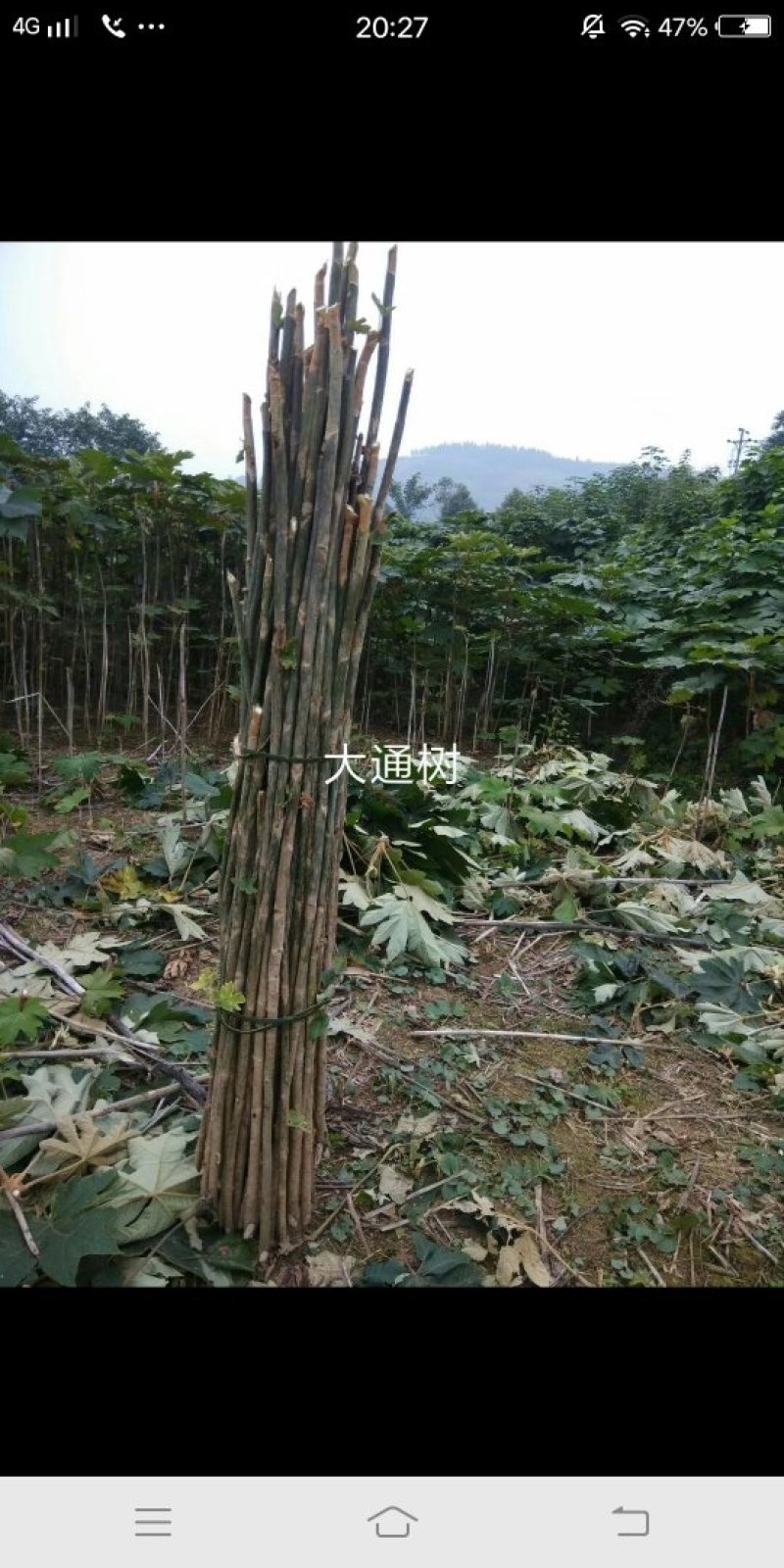 大通草