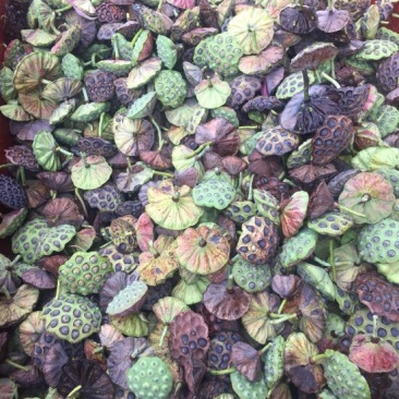 铁莲子特级干莲子