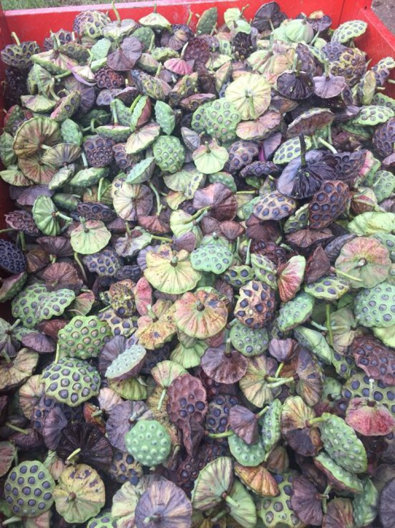 铁莲子特级干莲子