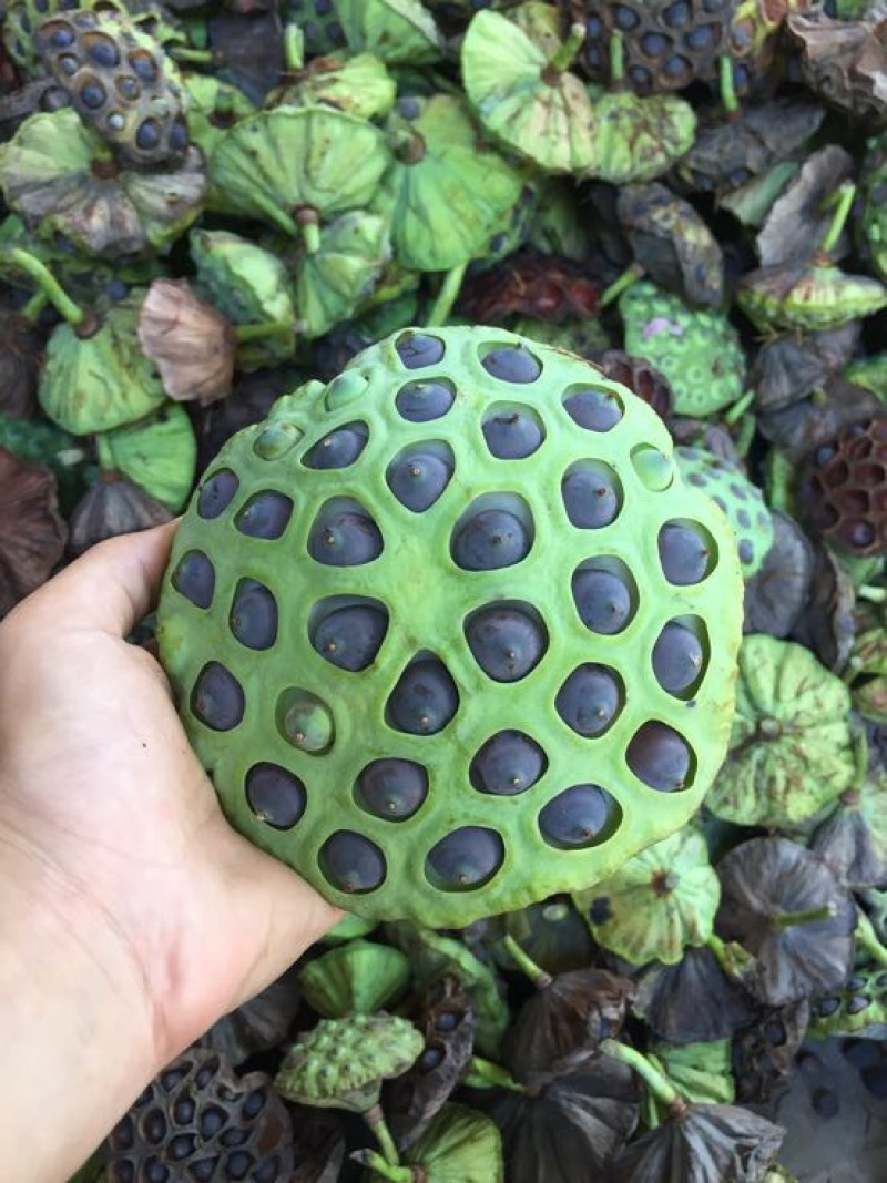 铁莲子特级干莲子