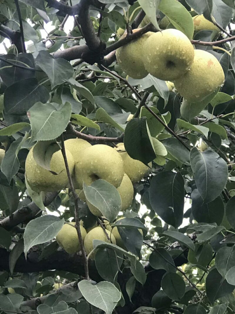 自家种植的金顶谢花酥梨、还有五千斤左右，需要的联系