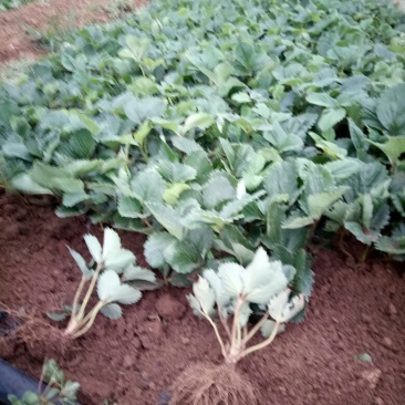 基地批发牛奶草莓苗红颜草莓苗现挖现卖成活率高