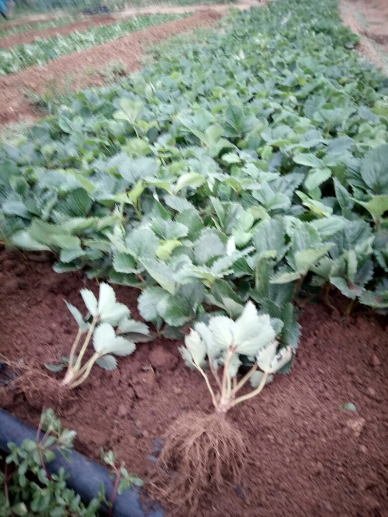 基地批发牛奶草莓苗红颜草莓苗现挖现卖成活率高
