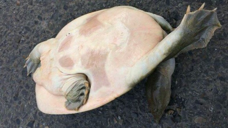 野生甲鱼