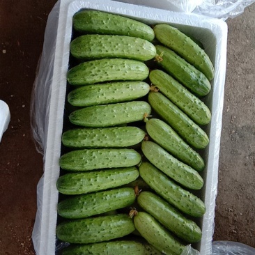 旱黄瓜