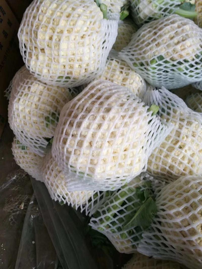 白花菜花2斤紧密乳白河北邯郸大量上市发全国各地市