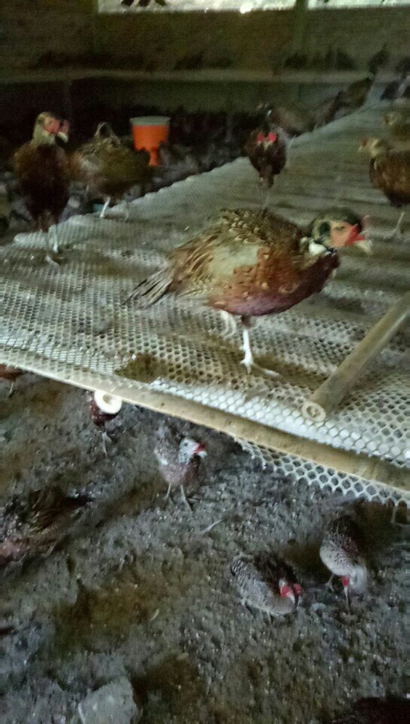 山鸡养殖