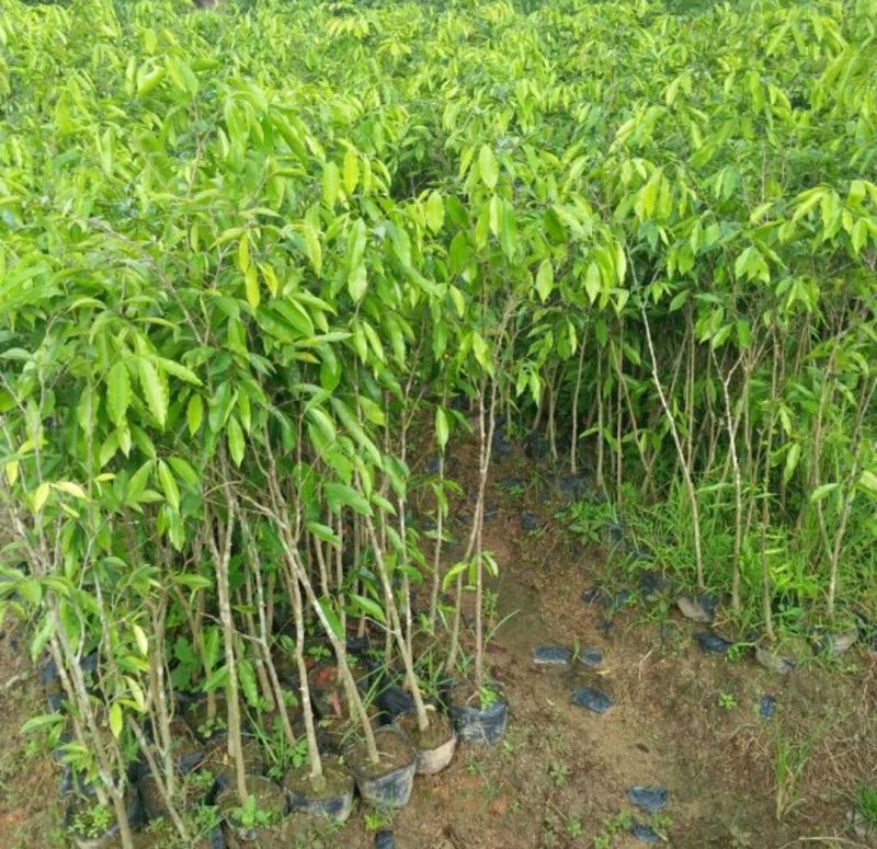 沉香树苗土沉香庭院园林乡土绿化树种苗美观