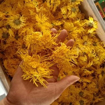 金丝黄菊