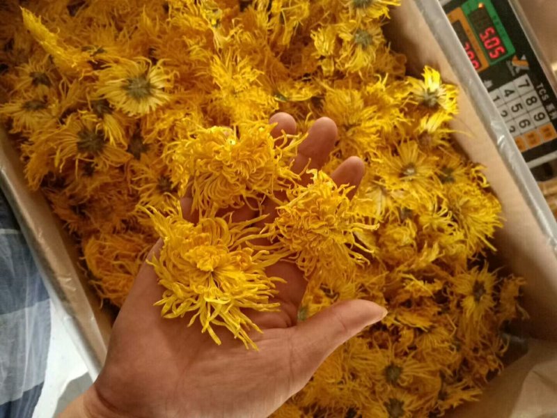 金丝黄菊