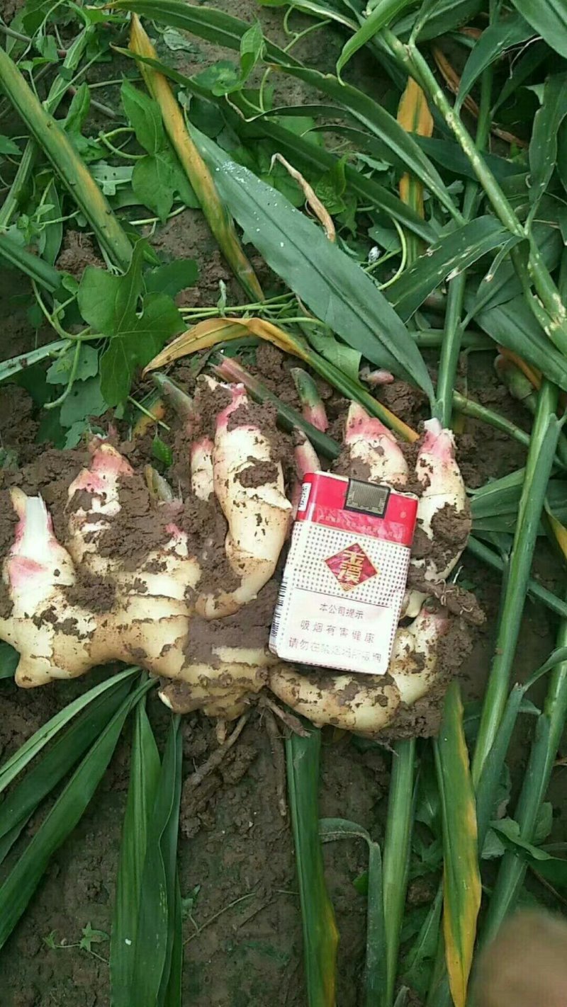 山东精品生姜大量供应沙土姜水洗姜品种多货源充足大量现货