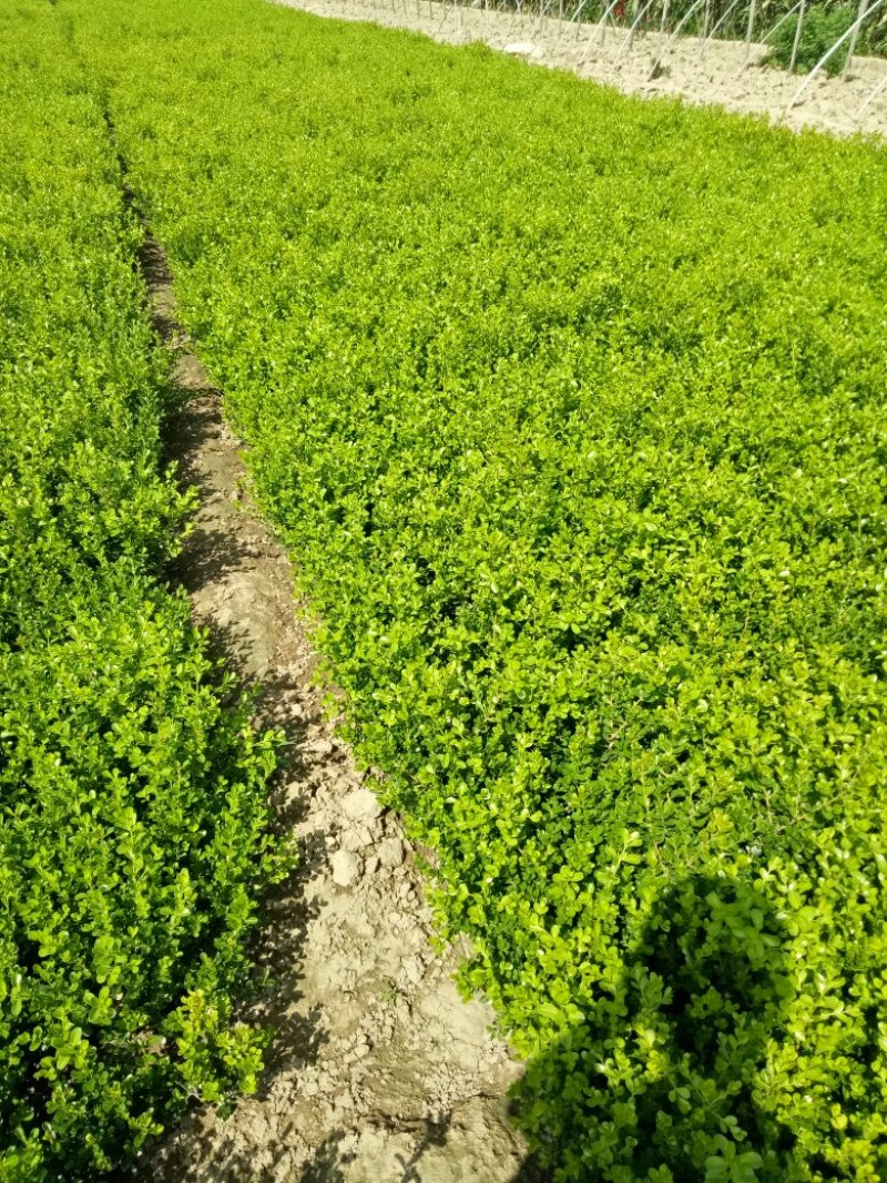 瓜子黄杨，基地直销，