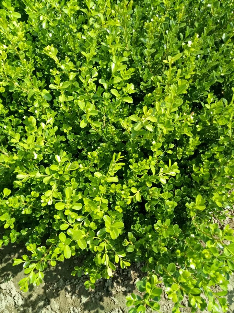 瓜子黄杨，基地直销，