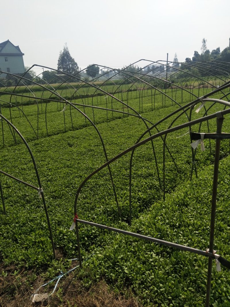 新鲜马兰头自产自销，基地直发全程冷链