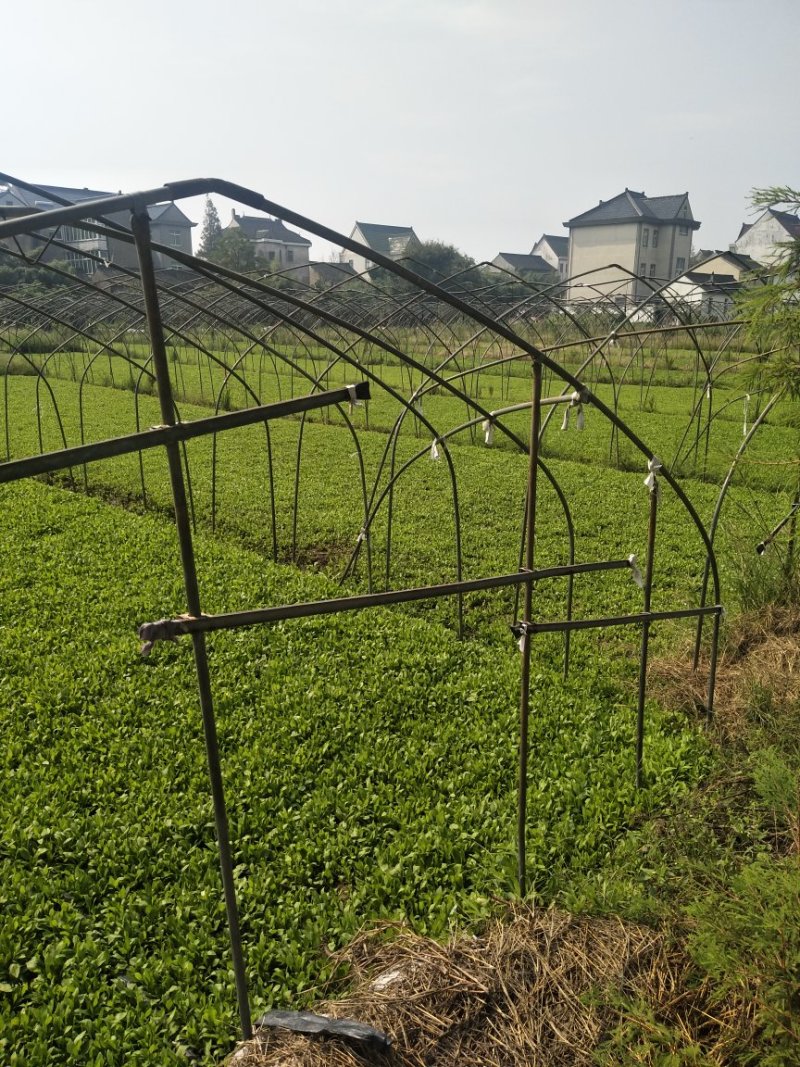 新鲜马兰头自产自销，基地直发全程冷链
