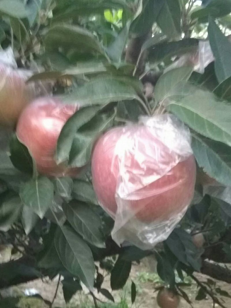 苹果