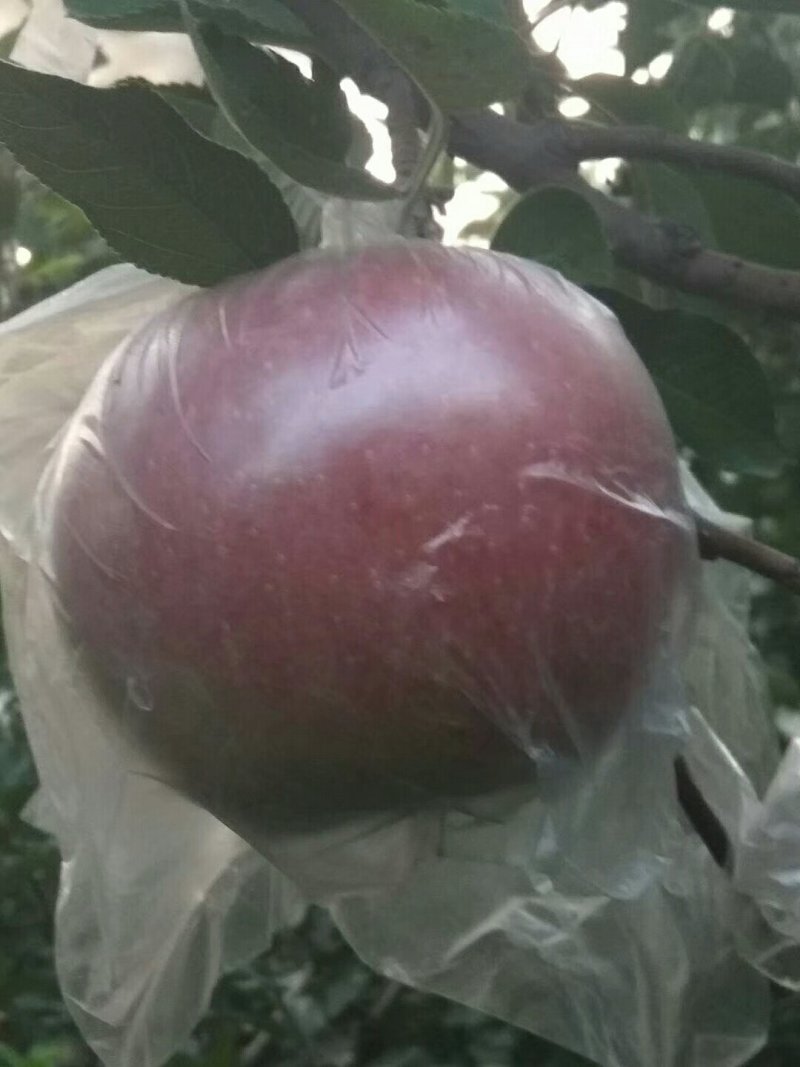 苹果