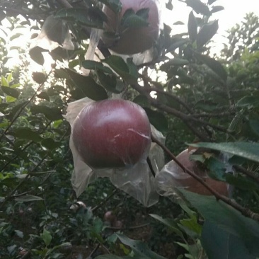 苹果