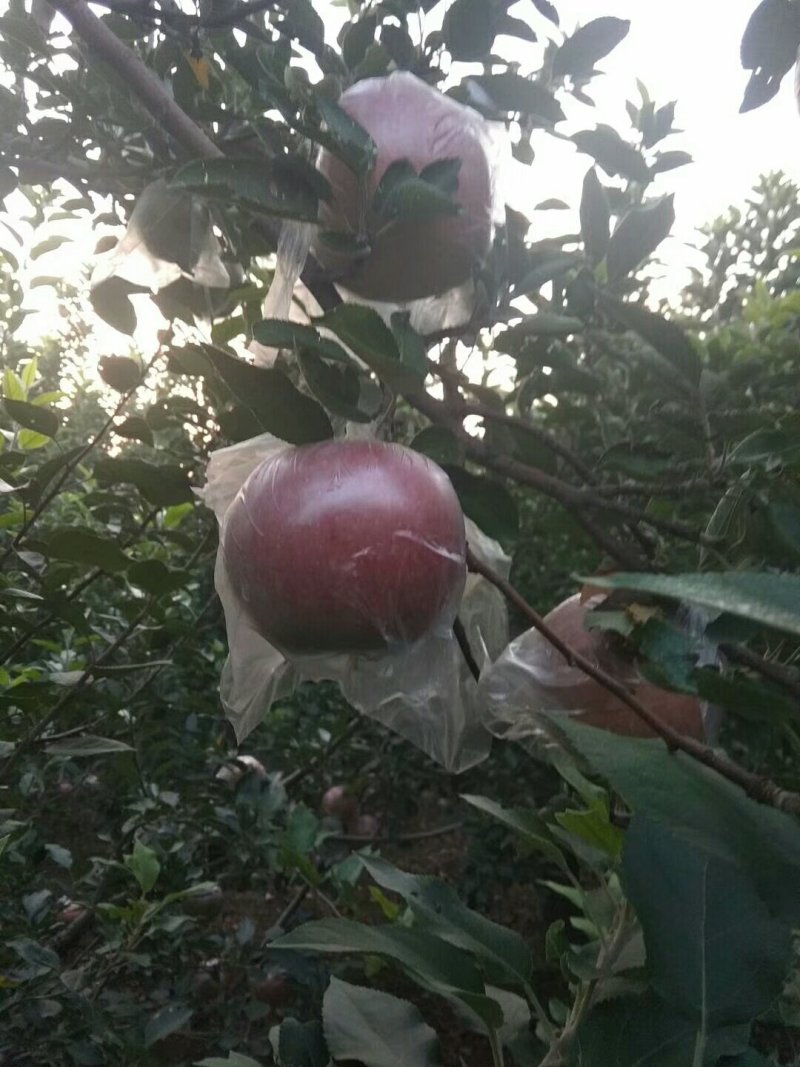苹果