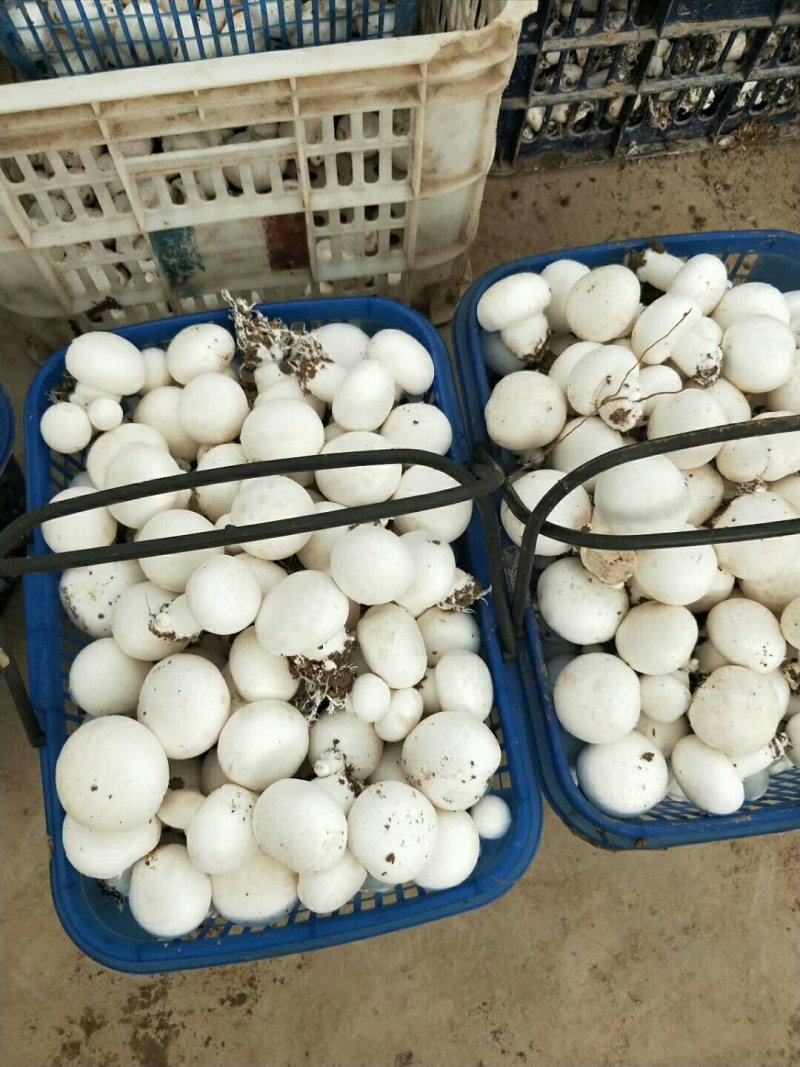 双胞菇，篮子菇。
