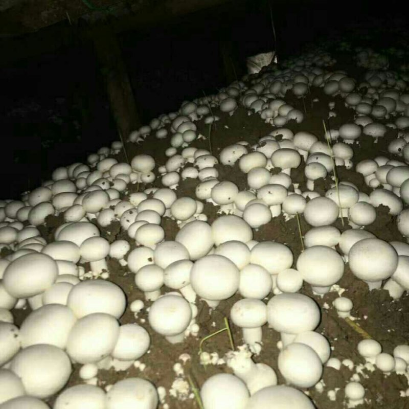 双胞菇，篮子菇。