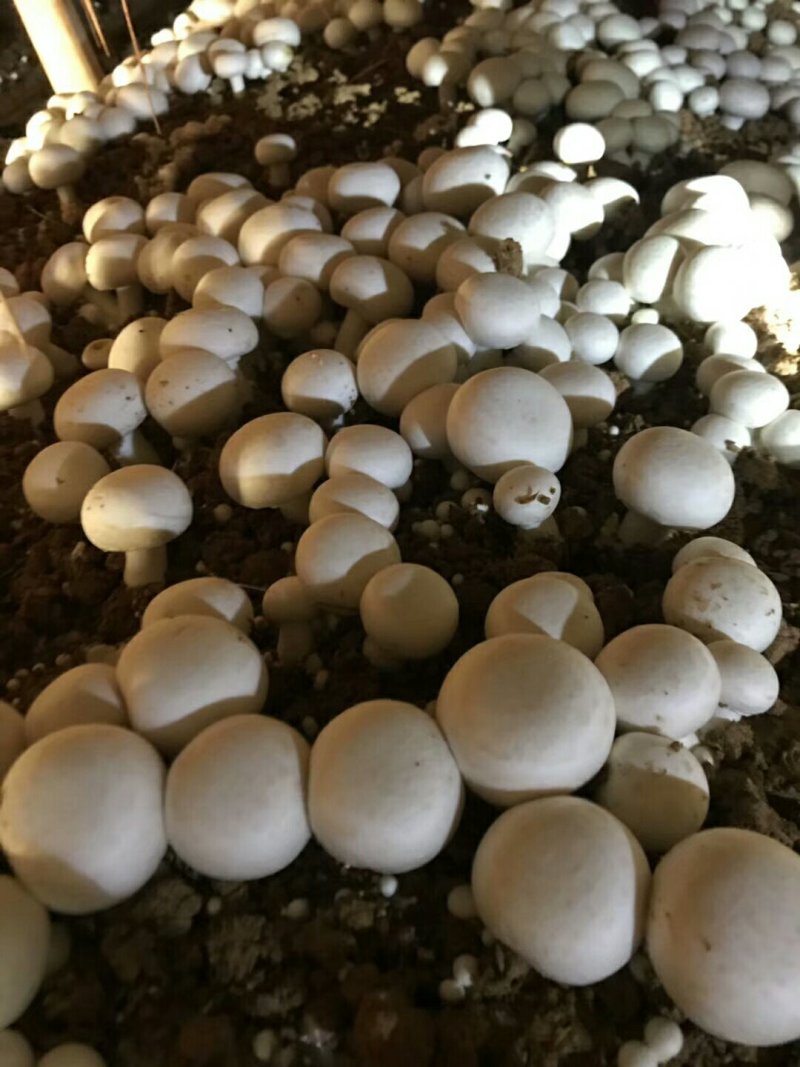 口菇
