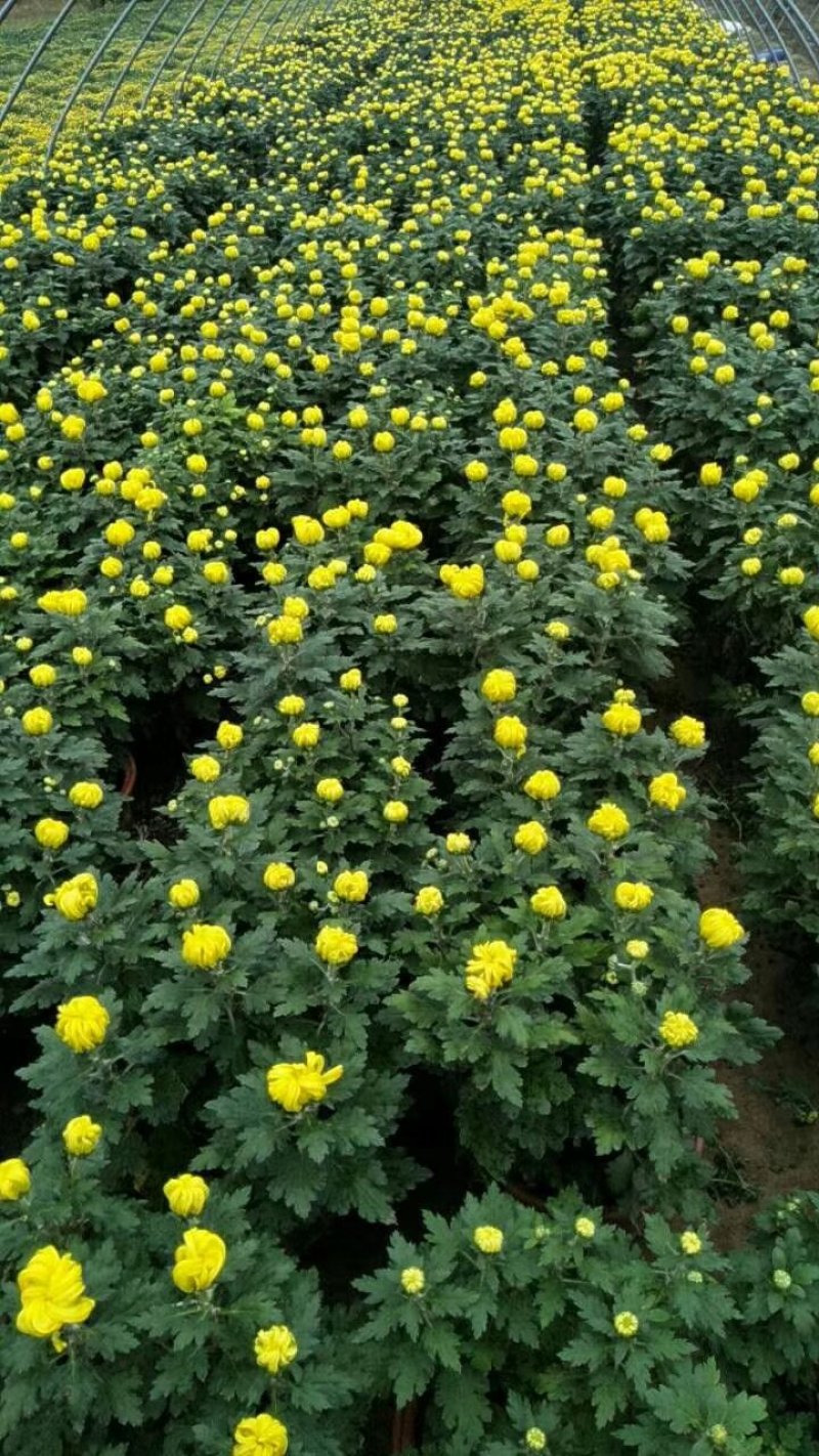 菊花已上市