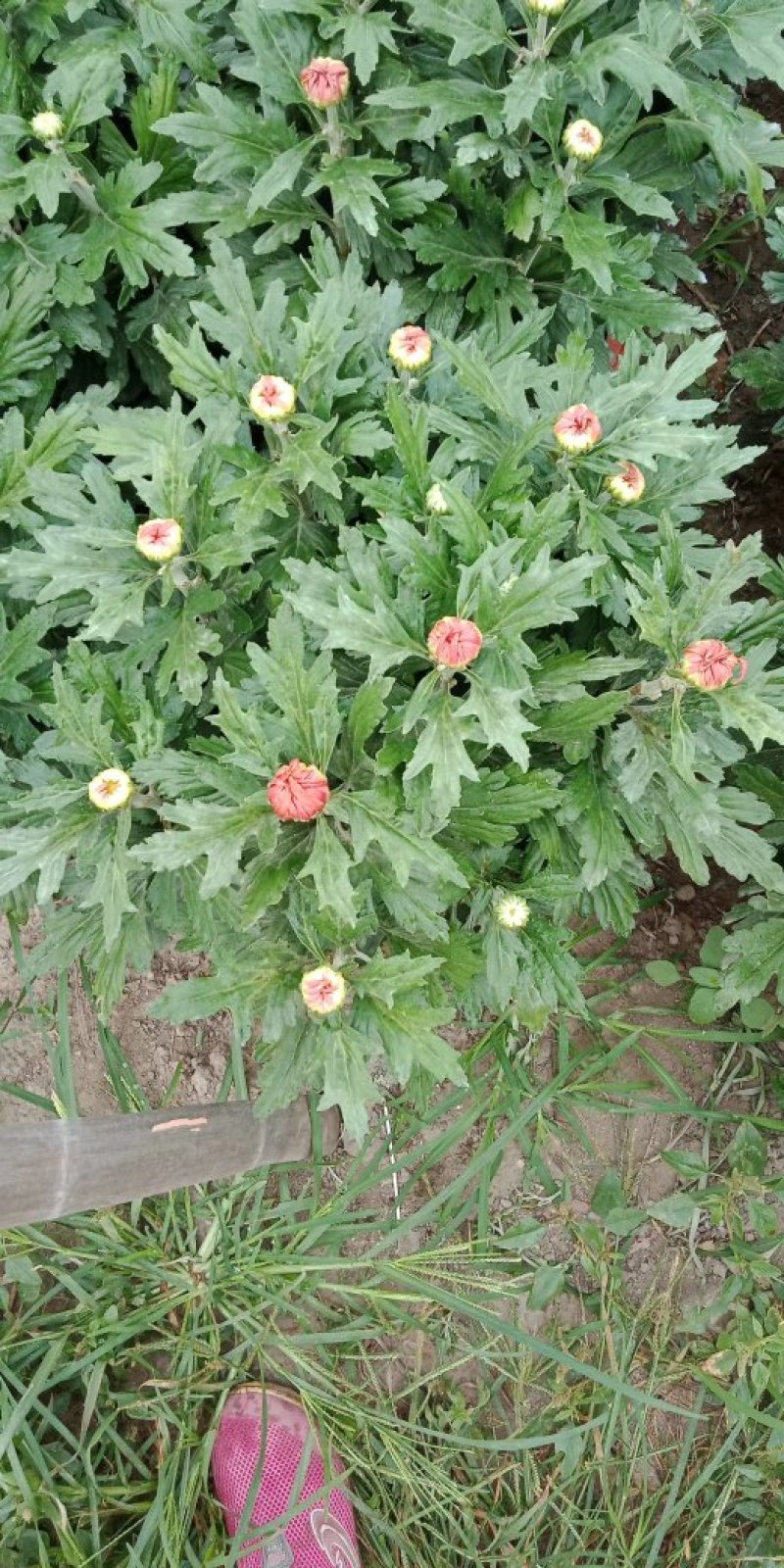 菊花