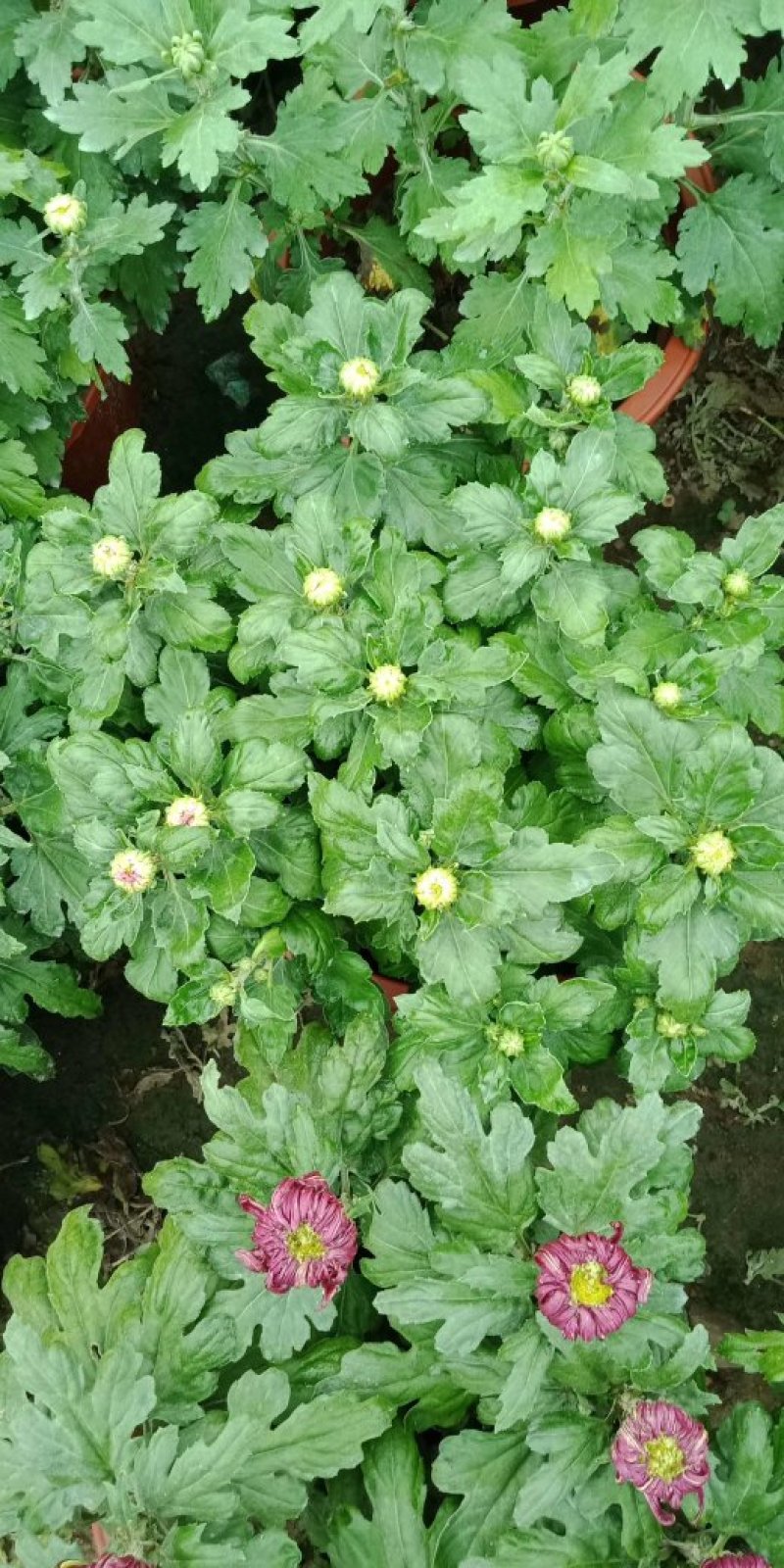 菊花