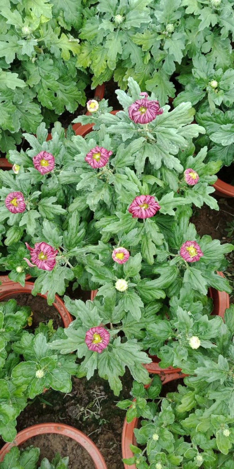菊花