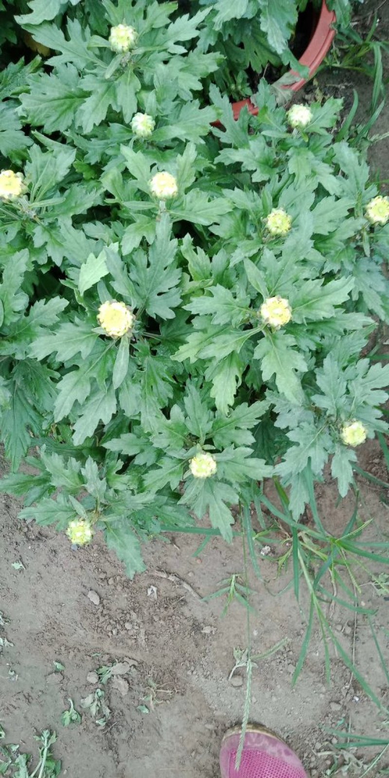 菊花