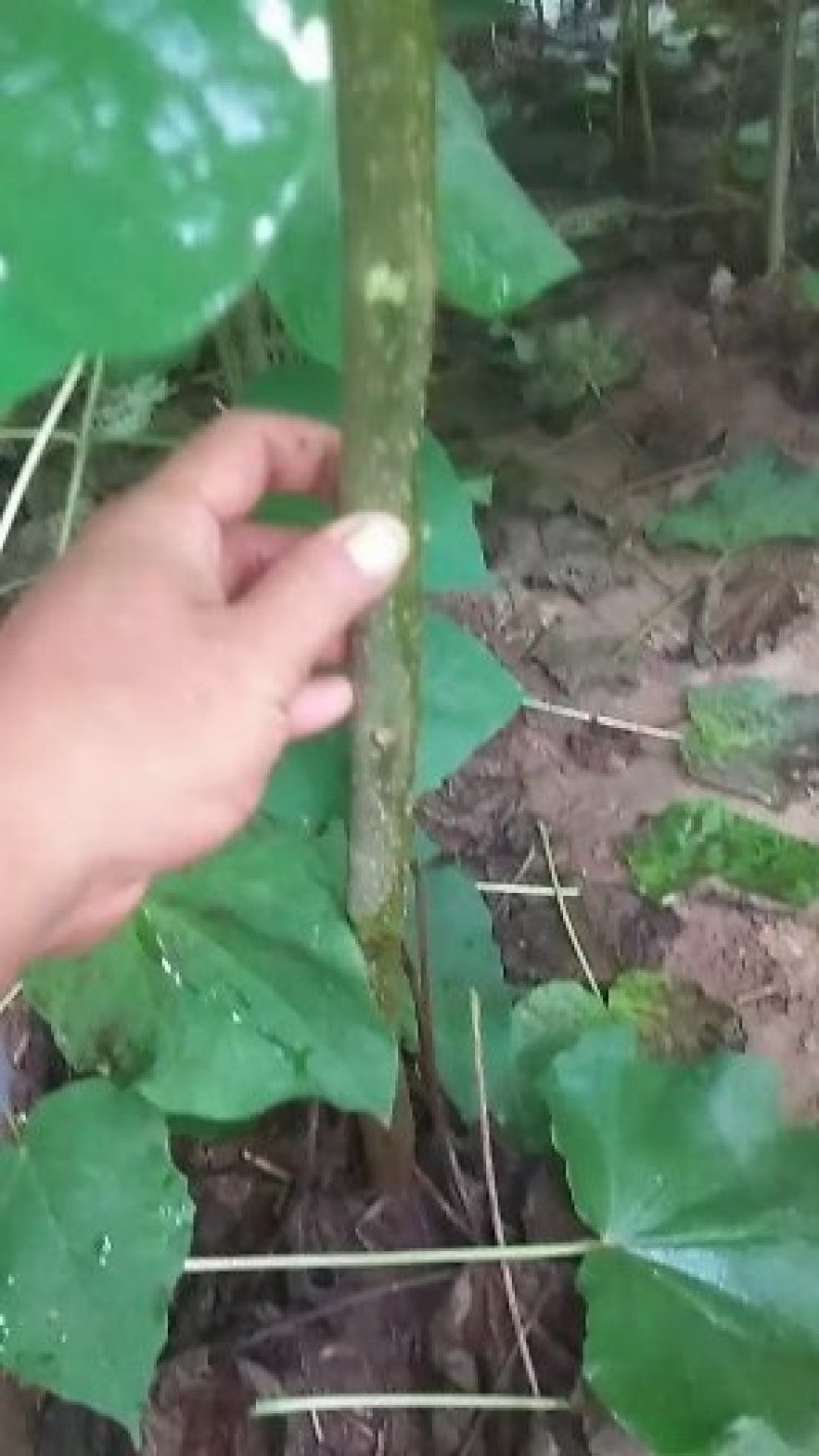 梓树苗