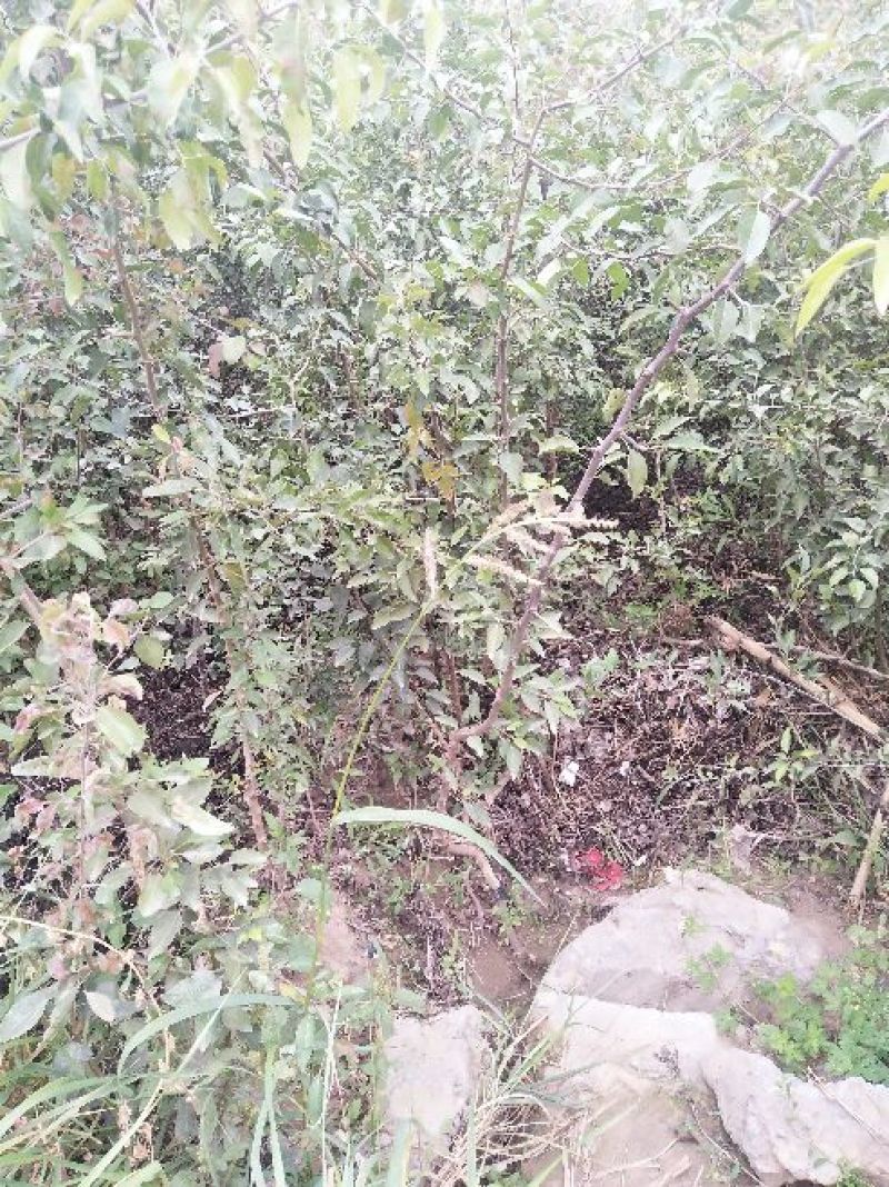 两年生杜梨苗木10万株