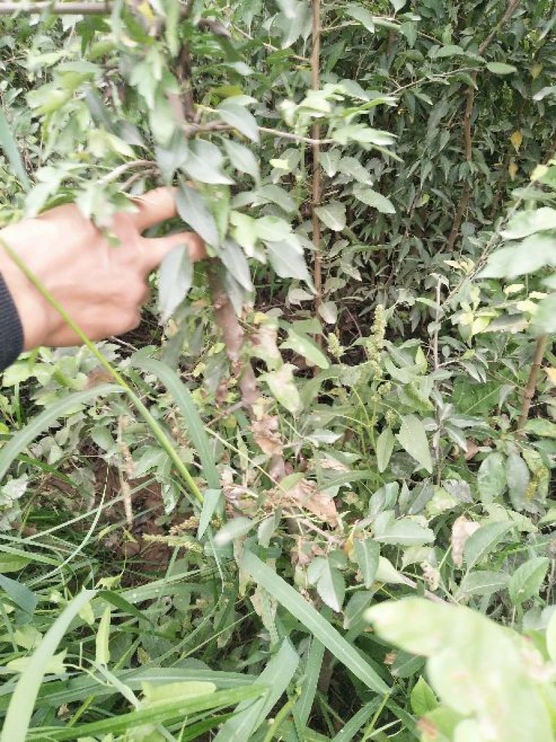 两年生杜梨苗木10万株