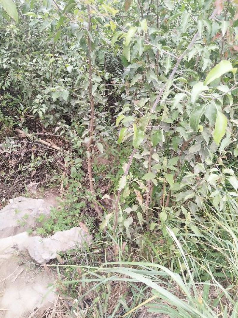 两年生杜梨苗木10万株