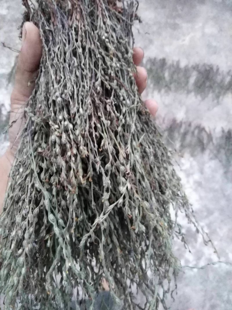 独脚金独角柑