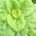 菊花信