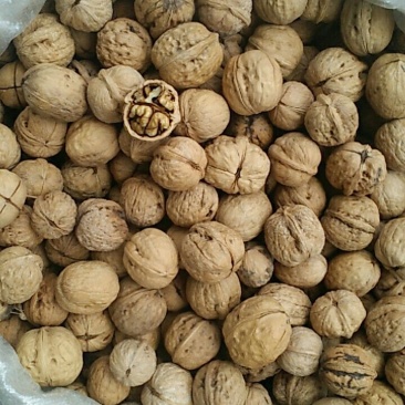 老品种，新核桃
