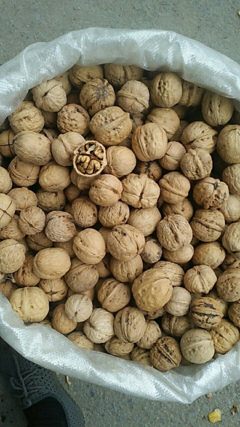 老品种，新核桃