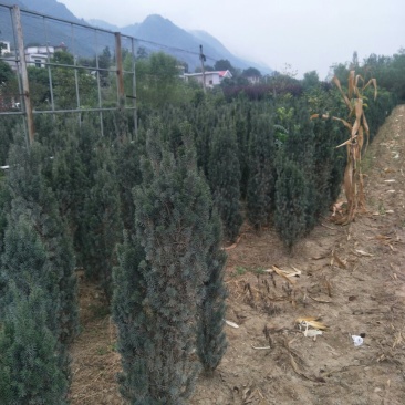 红豆杉小苗，精品银杏树
