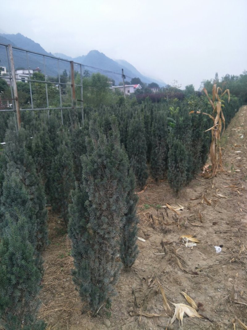 红豆杉小苗，精品银杏树