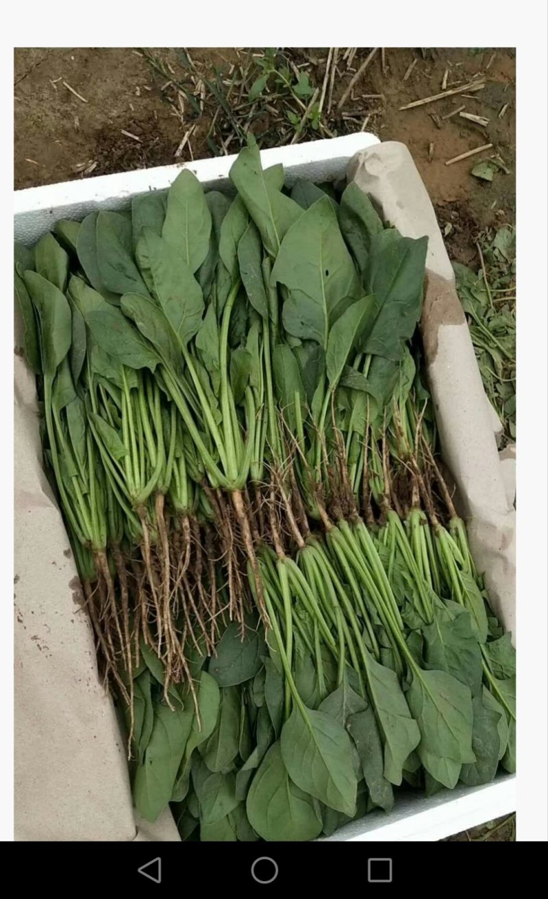 散装菠菜