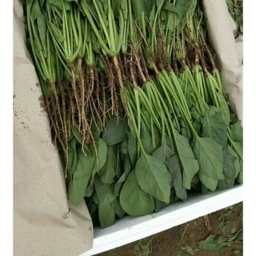 散装菠菜