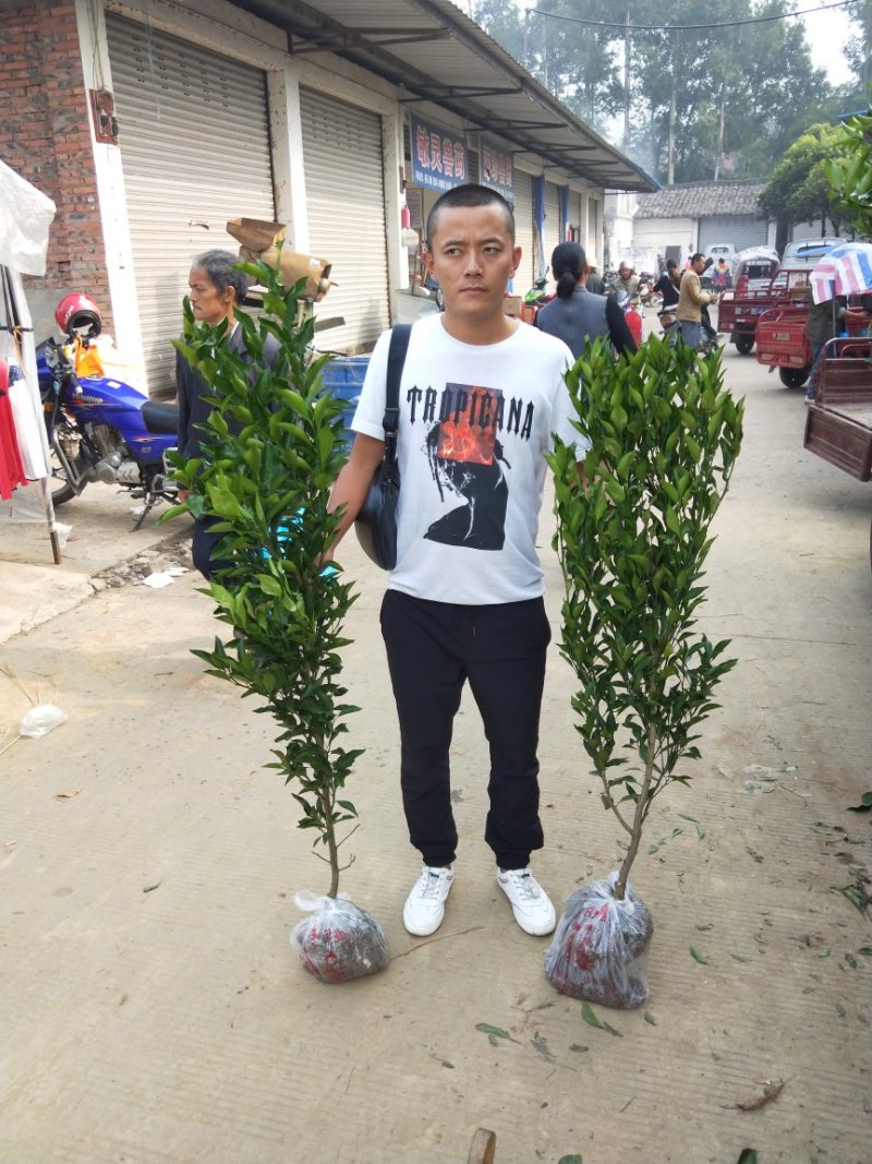 春见，耙耙柑苗两公分起带土球