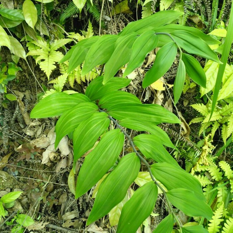 野生黄精